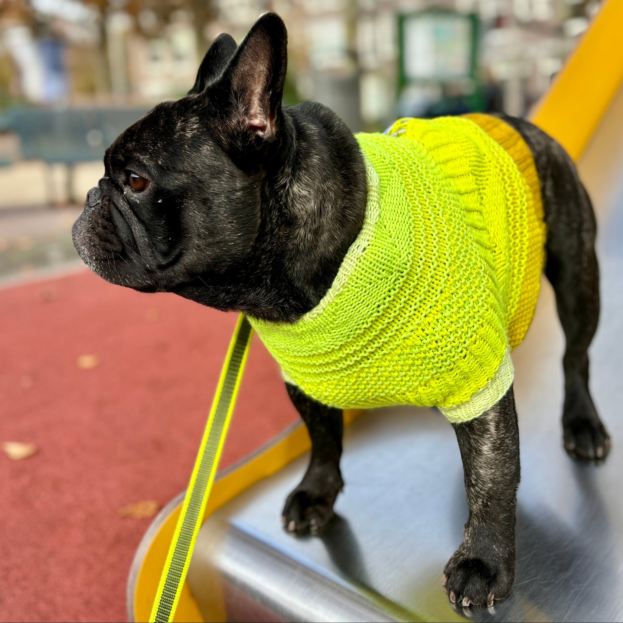 Pierre Pup Sweater