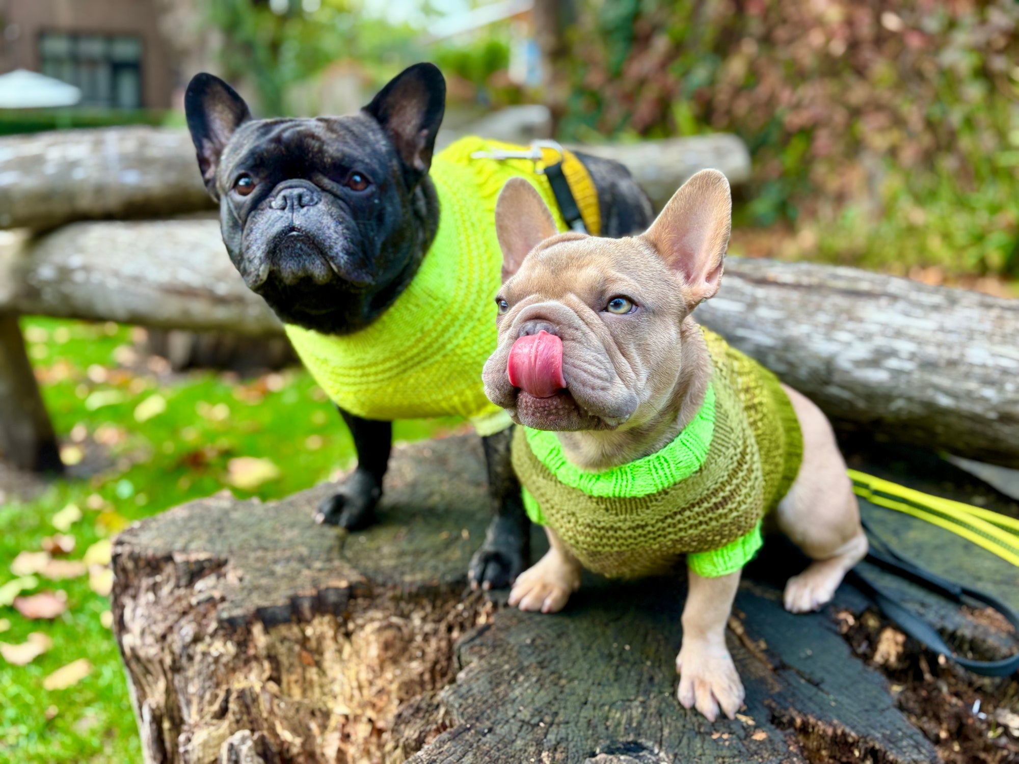 Pierre Pup Sweater